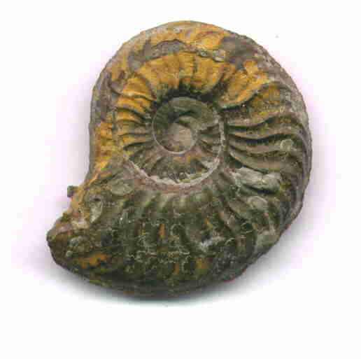 Ammonit aus Mistelgau