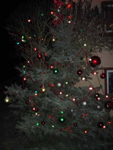Weihnachtsbaum in Borsbach